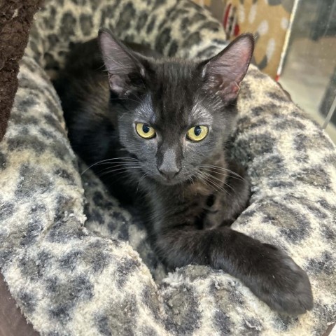 Spike, an adoptable Domestic Medium Hair in Hailey, ID, 83333 | Photo Image 1