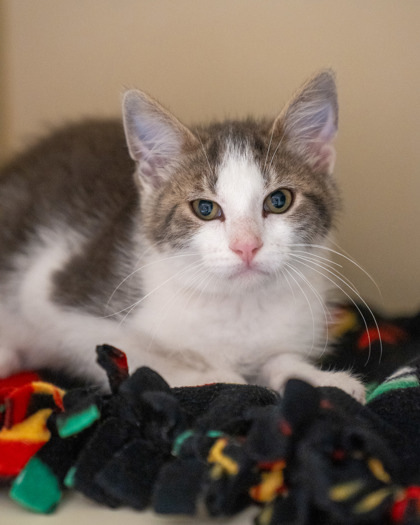 Arnold, an adoptable Domestic Short Hair in Pequot Lakes, MN, 56472 | Photo Image 1