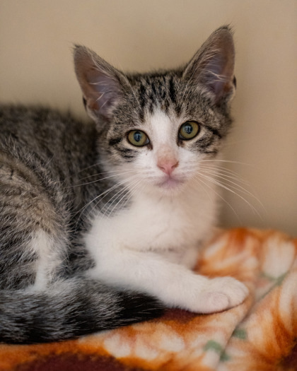 Danny, an adoptable Domestic Short Hair in Pequot Lakes, MN, 56472 | Photo Image 1