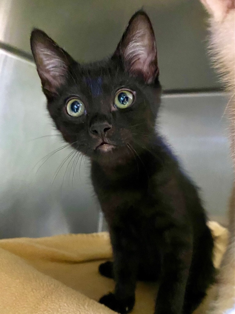 Shamrock, an adoptable Domestic Short Hair in Grants Pass, OR, 97526 | Photo Image 1