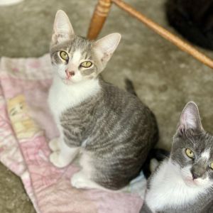 Peanut is a gentle little soul and whoever adopts him is going to be very lucky 