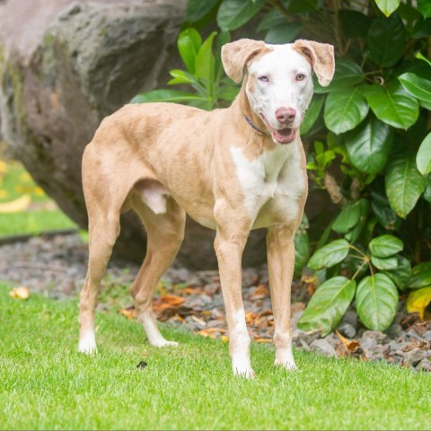 Gus, an adoptable Mixed Breed in Kailua Kona, HI, 96740 | Photo Image 1