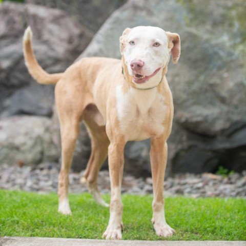 Gus, an adoptable Mixed Breed in Kailua Kona, HI, 96740 | Photo Image 2