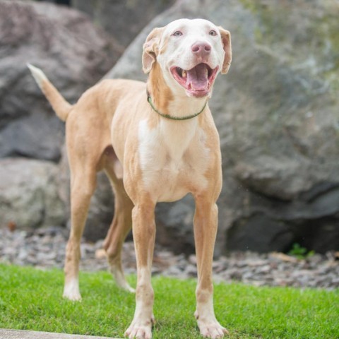 Gus, an adoptable Mixed Breed in Kailua Kona, HI, 96740 | Photo Image 3