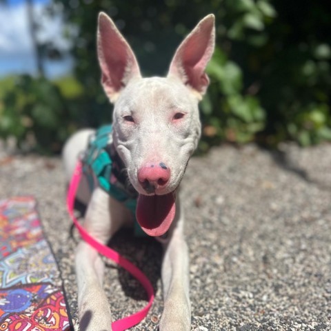 Peppa, an adoptable Mixed Breed in Kailua Kona, HI, 96740 | Photo Image 1