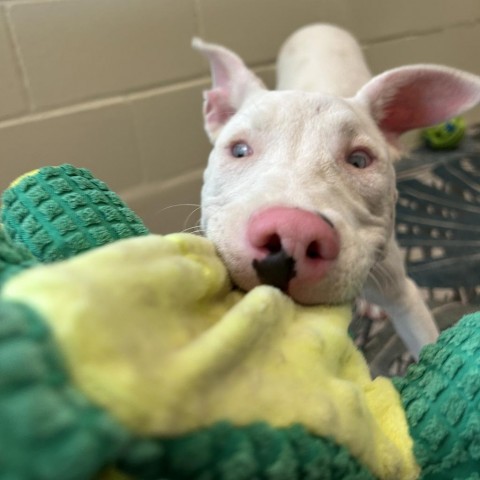 Peppa, an adoptable Mixed Breed in Kailua Kona, HI, 96740 | Photo Image 4