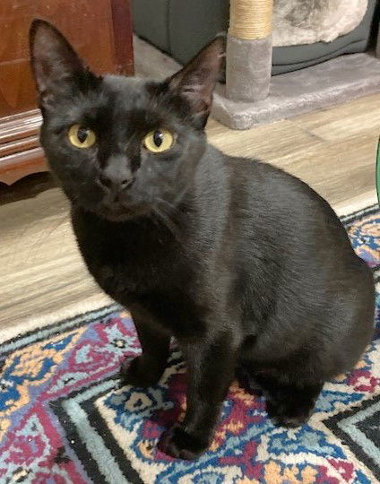 Posh, an adoptable Domestic Short Hair in Shawnee, KS, 66226 | Photo Image 1