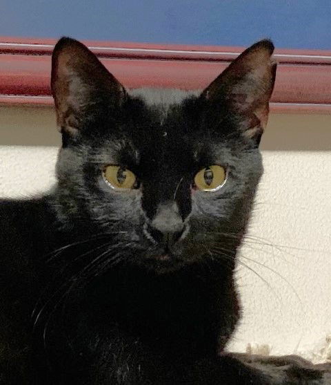 Posh, an adoptable Domestic Short Hair in Shawnee, KS, 66226 | Photo Image 2