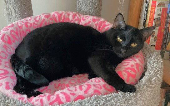 Posh, an adoptable Domestic Short Hair in Shawnee, KS, 66226 | Photo Image 3