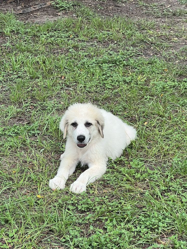 Dog for adoption Ranger HTX, a Great Pyrenees in Houston, TX Petfinder
