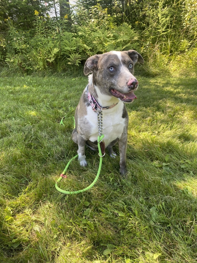 Ivy Bee, an adoptable Catahoula Leopard Dog, Mountain Cur in Aulac, NB, E4L 2X2 | Photo Image 1