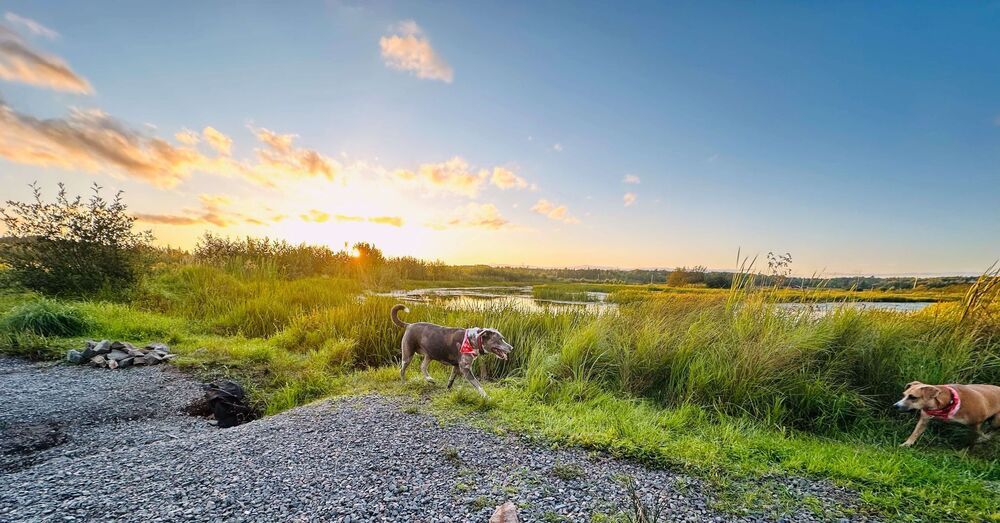 Ivy Bee, an adoptable Catahoula Leopard Dog, Mountain Cur in Halifax, NS, B3J 3A5 | Photo Image 2