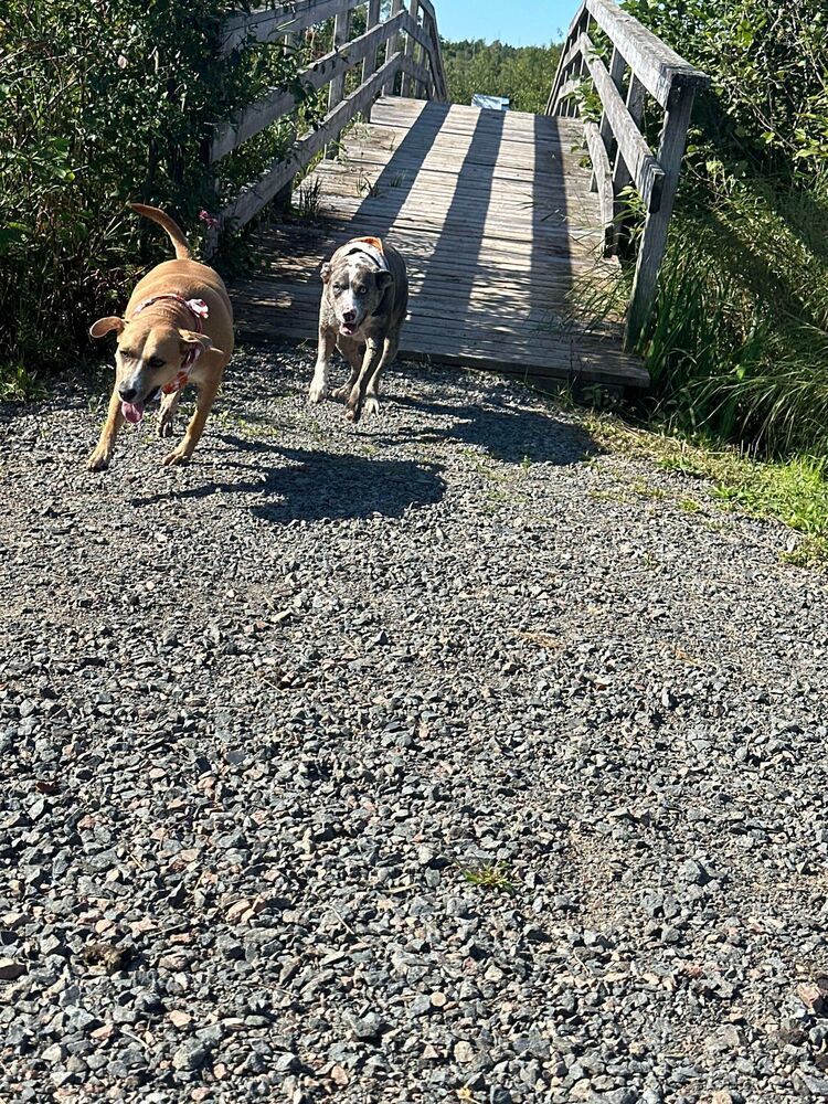 Ivy Bee, an adoptable Catahoula Leopard Dog, Mountain Cur in Halifax, NS, B3J 3A5 | Photo Image 6