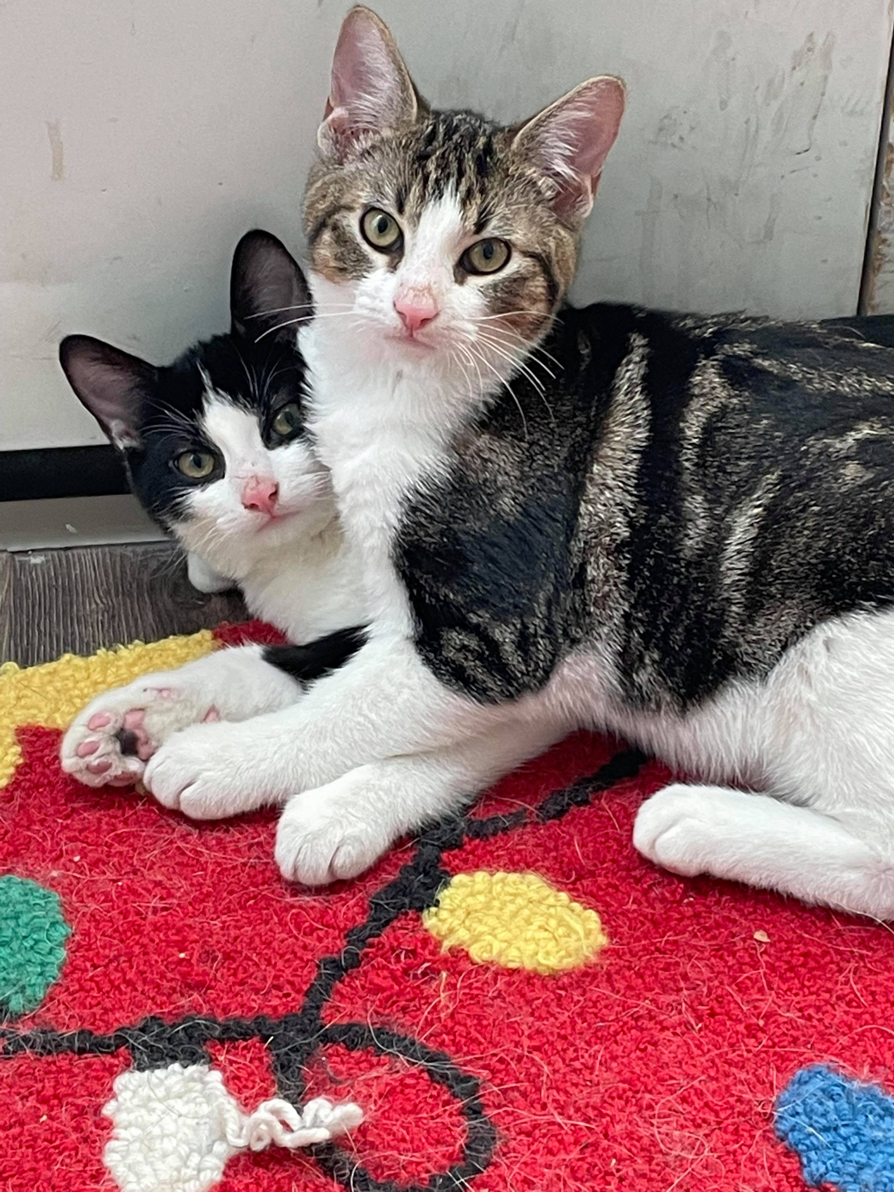 Quartz and Granite, an adoptable Domestic Short Hair in Steinbach, MB, R5G 2B2 | Photo Image 2