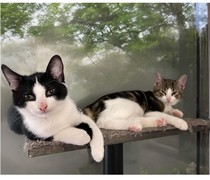 Quartz and Granite, an adoptable Domestic Short Hair in Steinbach, MB, R5G 2B2 | Photo Image 5