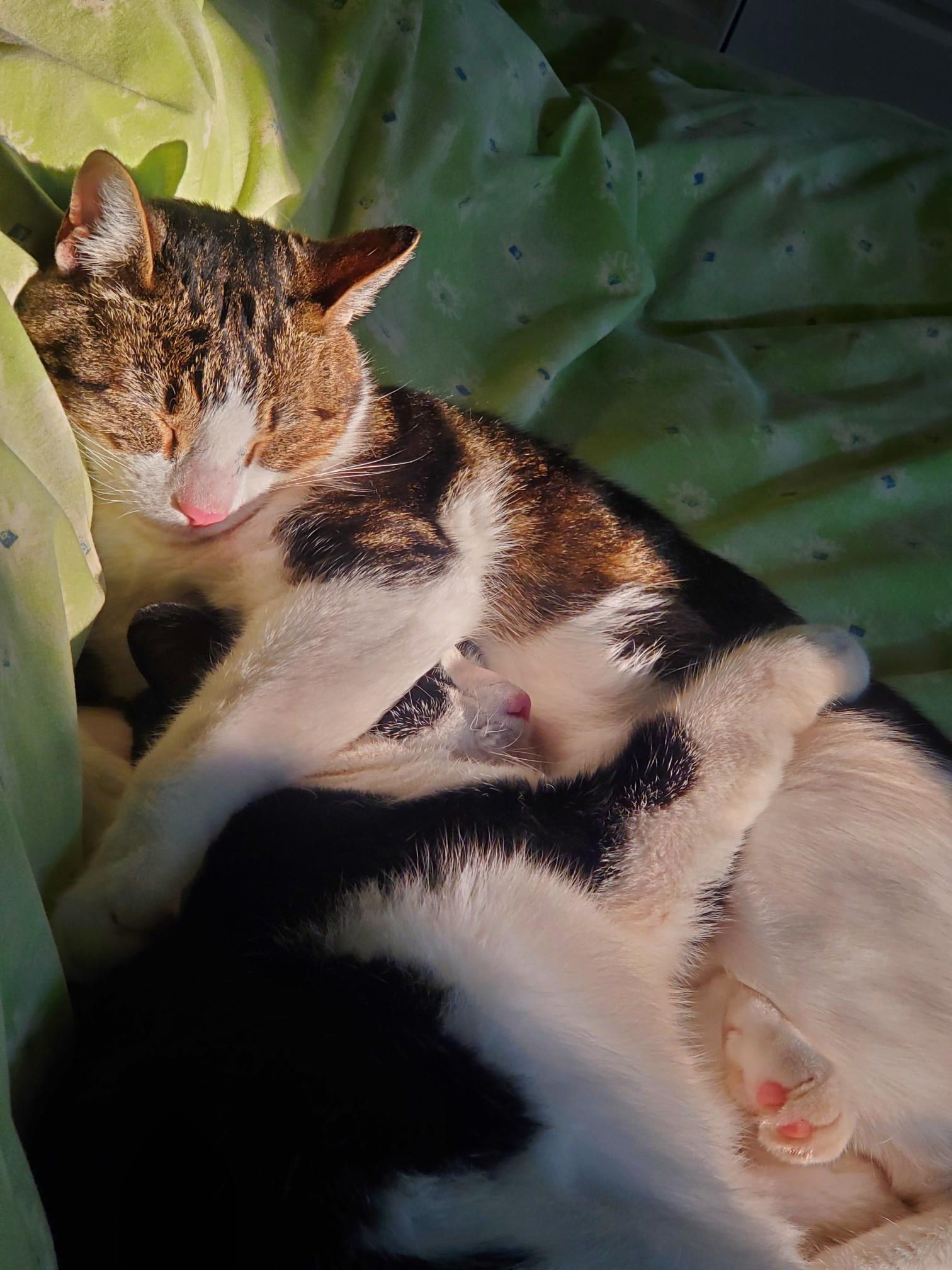 Granite and Quartz, an adoptable Domestic Short Hair in Steinbach, MB, R5G 2B2 | Photo Image 3