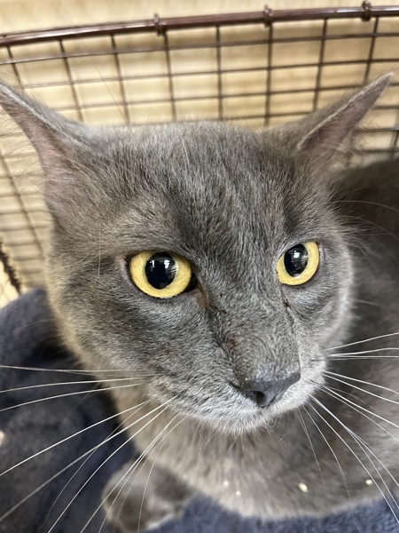 Bronto, an adoptable Domestic Medium Hair in Spokane Valley, WA, 99212 | Photo Image 1