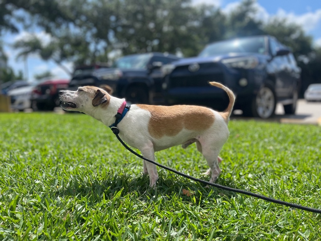 Macaroni Bob (In Foster)