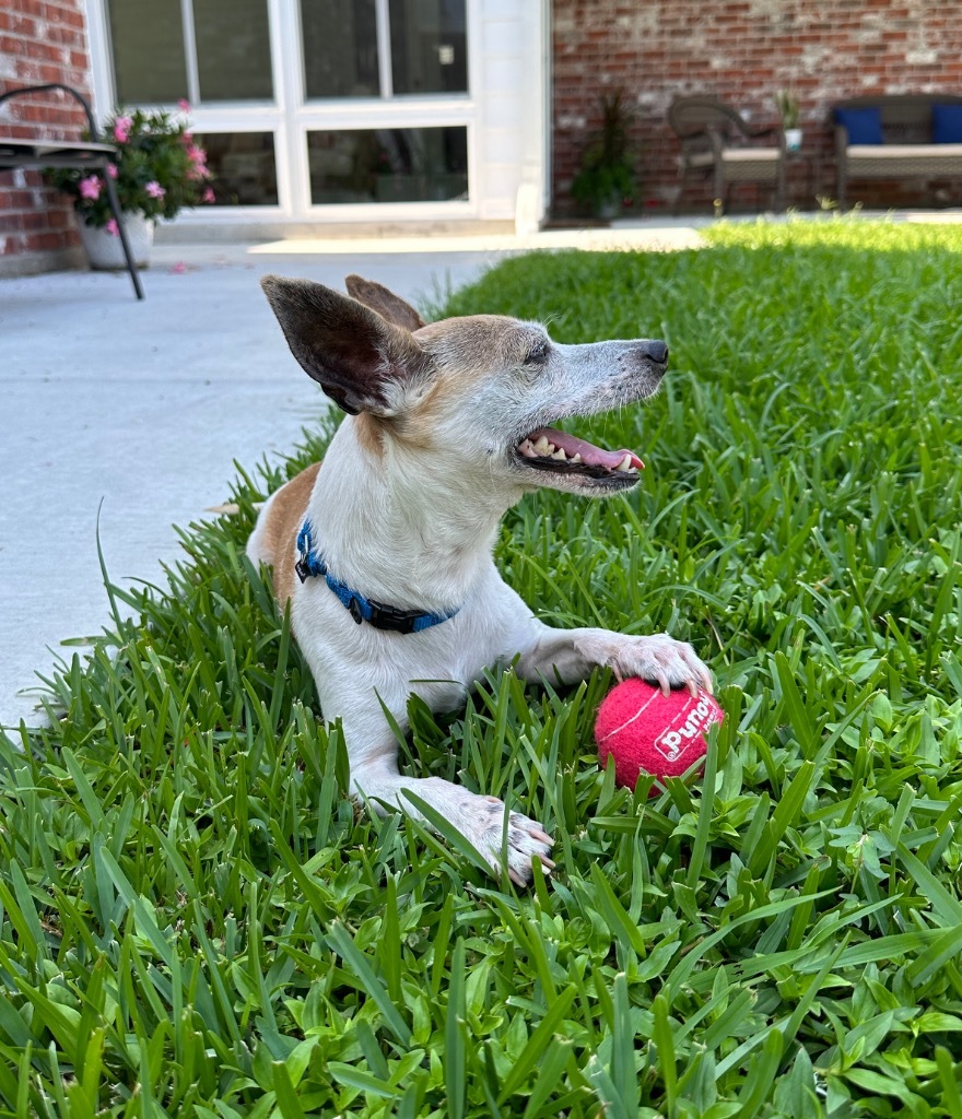 Macaroni Bob (In Foster)