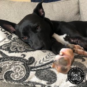 Neptune, Adult Male Shepherd