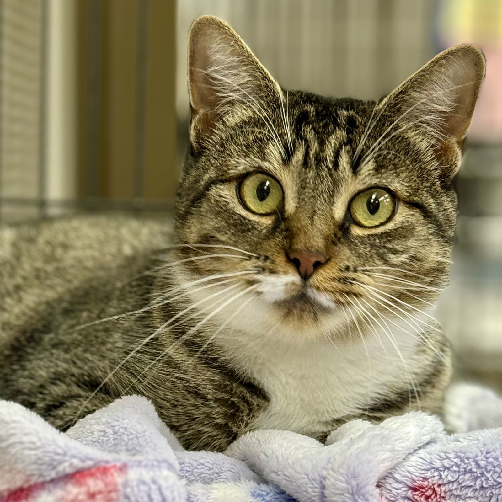 Aspen, an adoptable Domestic Short Hair, Tabby in Winchendon, MA, 01475 | Photo Image 1