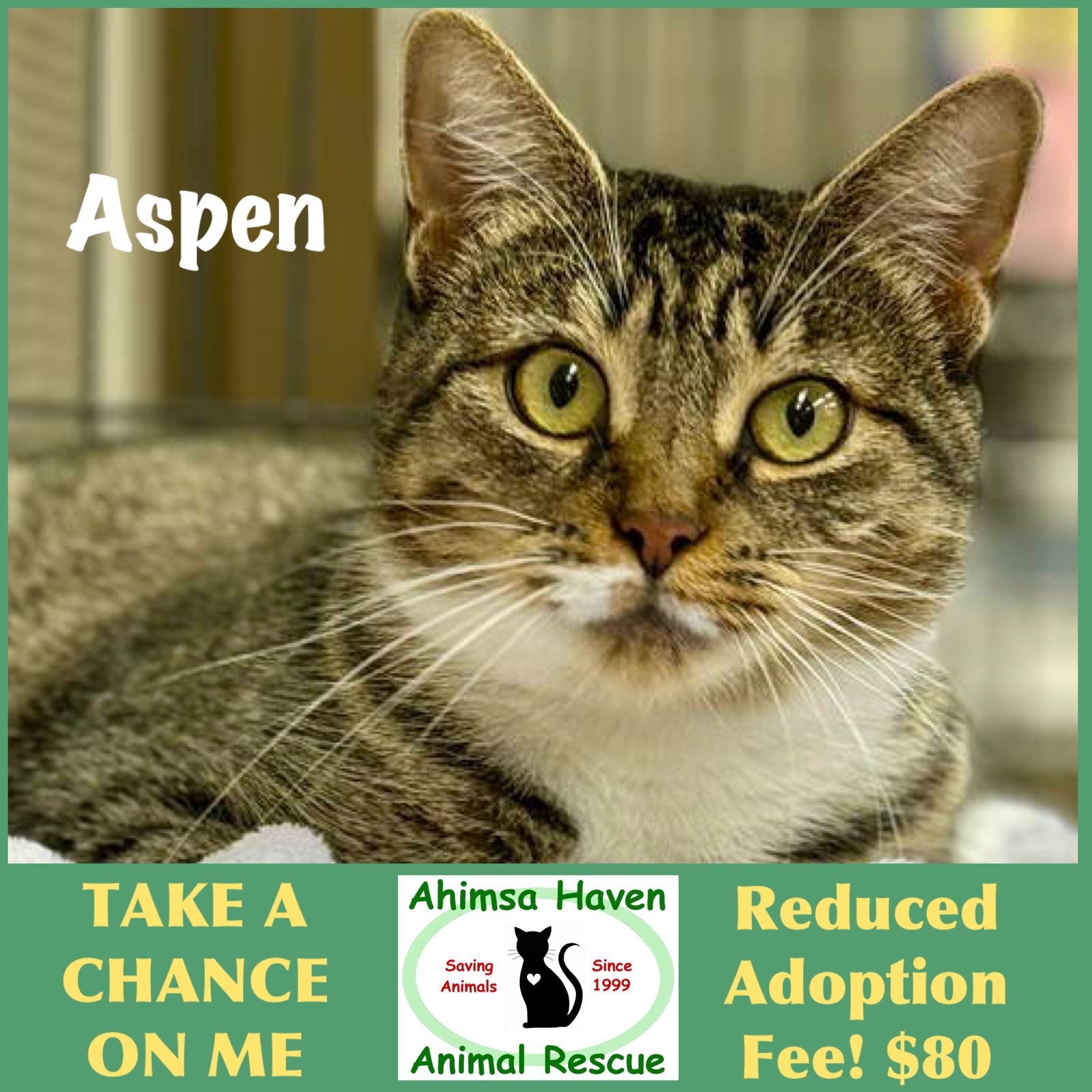 Aspen, an adoptable Domestic Short Hair, Tabby in Winchendon, MA, 01475 | Photo Image 1