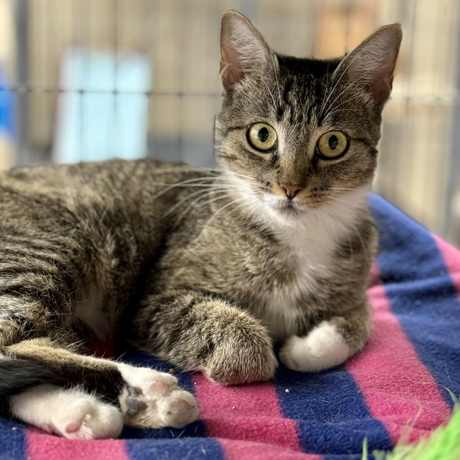 Aspen, an adoptable Domestic Short Hair, Tabby in Winchendon, MA, 01475 | Photo Image 2