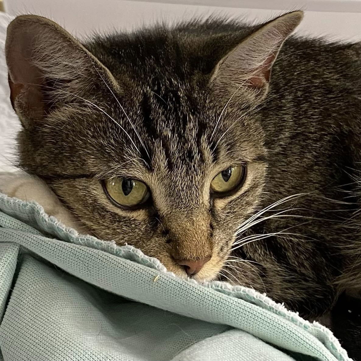 Aspen, an adoptable Domestic Short Hair, Tabby in Winchendon, MA, 01475 | Photo Image 3