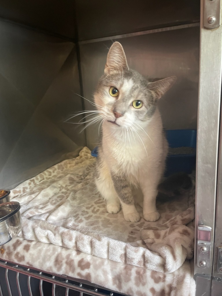 Ted, an adoptable Domestic Short Hair in Virginia, MN, 55792 | Photo Image 1