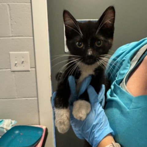 Badger, an adoptable Domestic Short Hair in Talent, OR, 97540 | Photo Image 3