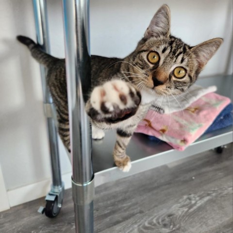 Rabbit, an adoptable Domestic Short Hair in Talent, OR, 97540 | Photo Image 1