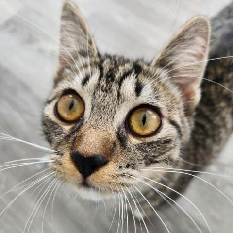 Rabbit, an adoptable Domestic Short Hair in Talent, OR, 97540 | Photo Image 2