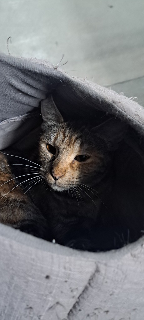 Tabitha, an adoptable Tabby in Virginia, MN, 55792 | Photo Image 1