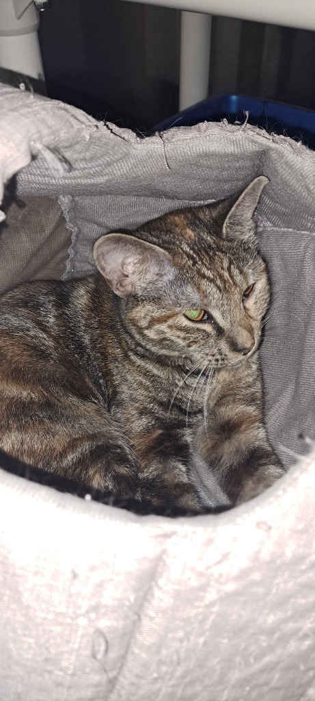 Tabitha, an adoptable Tabby in Virginia, MN, 55792 | Photo Image 3