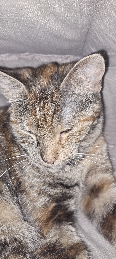 Tabitha, an adoptable Tabby in Virginia, MN, 55792 | Photo Image 4