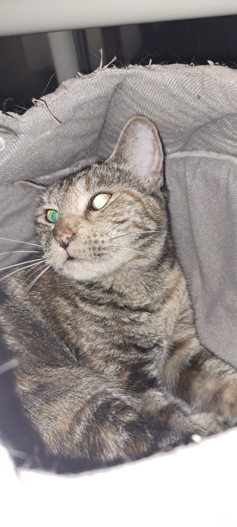 Tabitha, an adoptable Tabby in Virginia, MN, 55792 | Photo Image 5