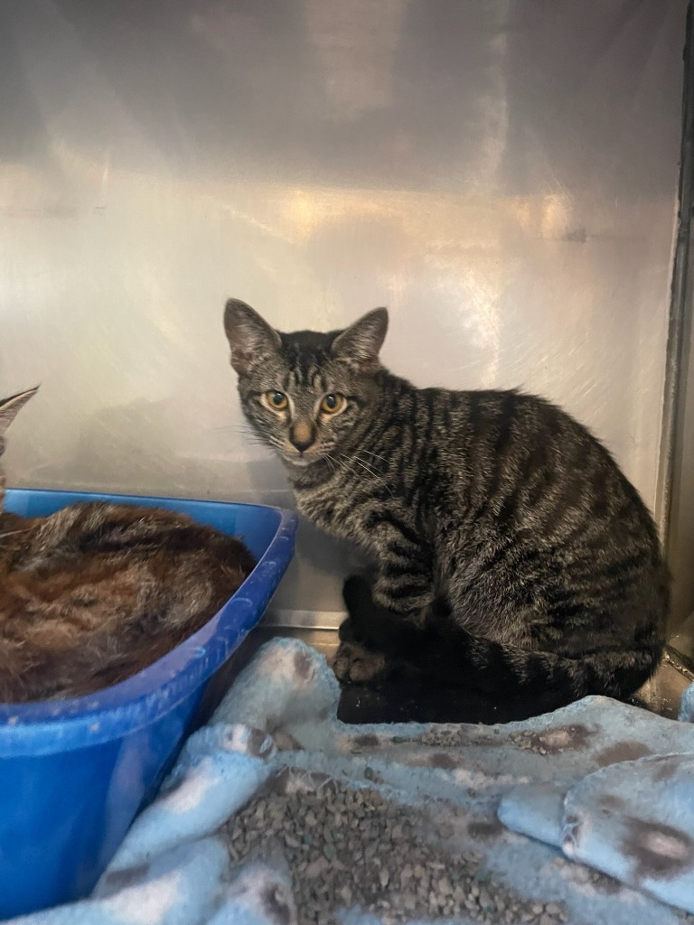 Toby, an adoptable Domestic Short Hair in Virginia, MN, 55792 | Photo Image 1