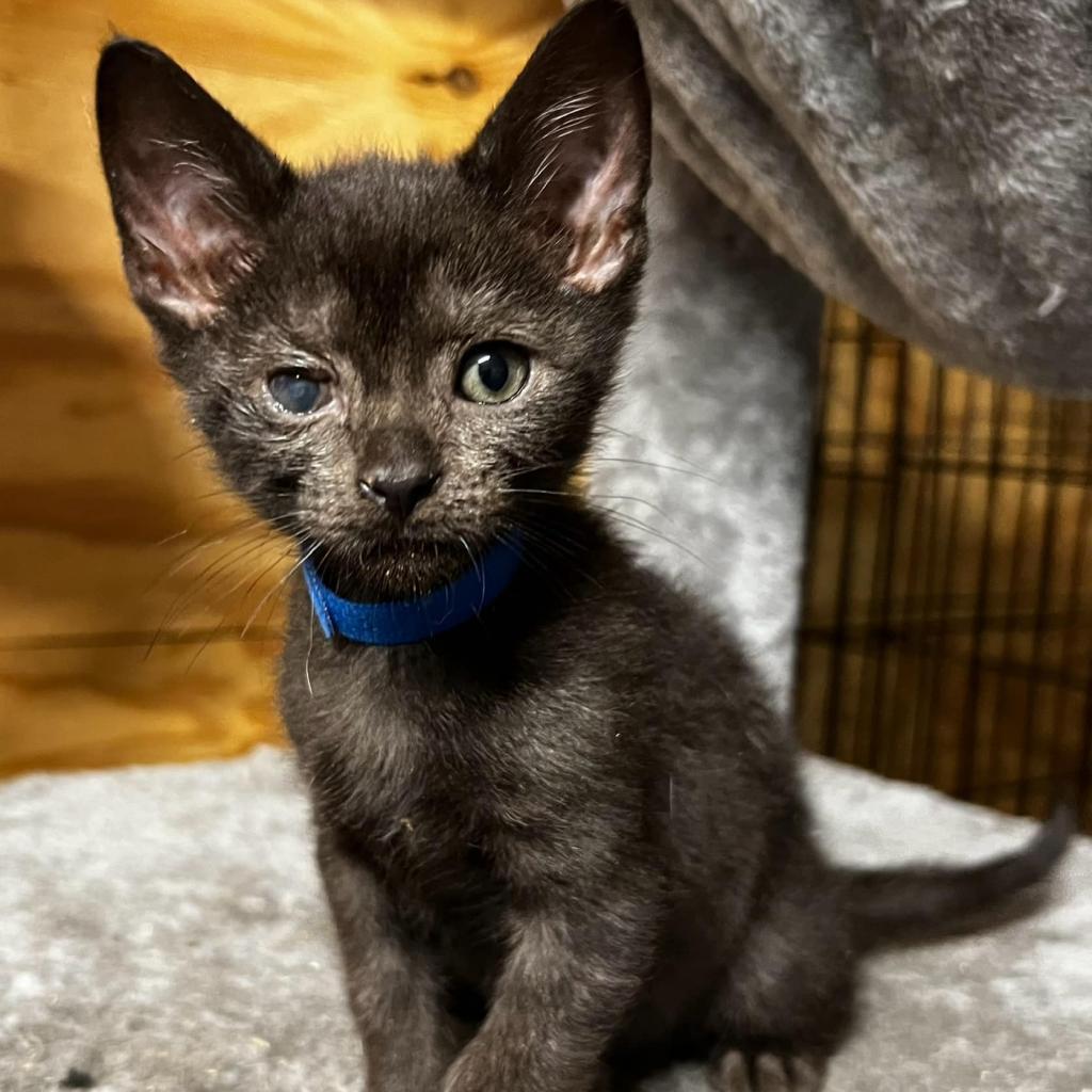 Marco, an adoptable Domestic Short Hair in Hackett, AR, 72937 | Photo Image 1