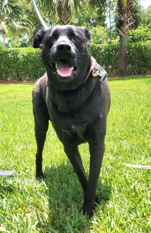 Coby, Adult Male unknown