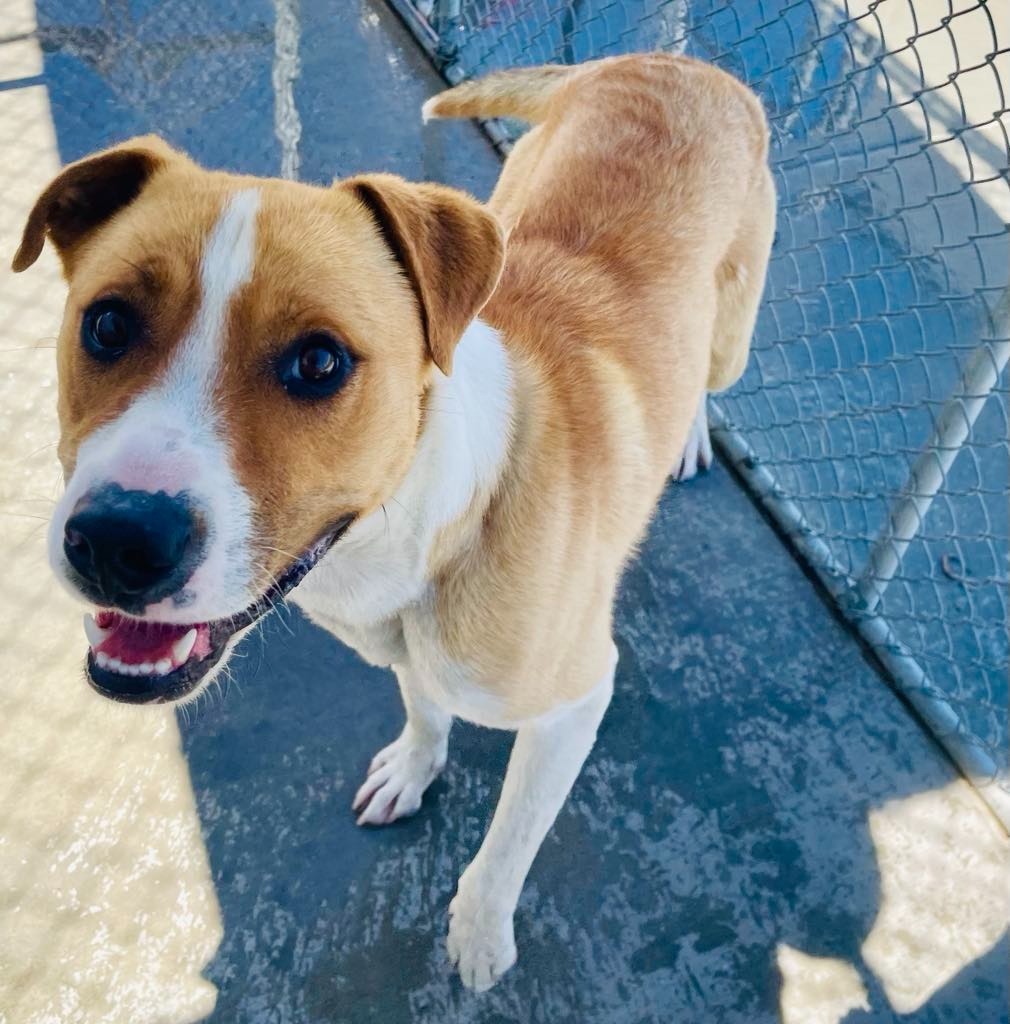 Tegan, an adoptable Pit Bull Terrier, Affenpinscher in Green River, WY, 82935 | Photo Image 1