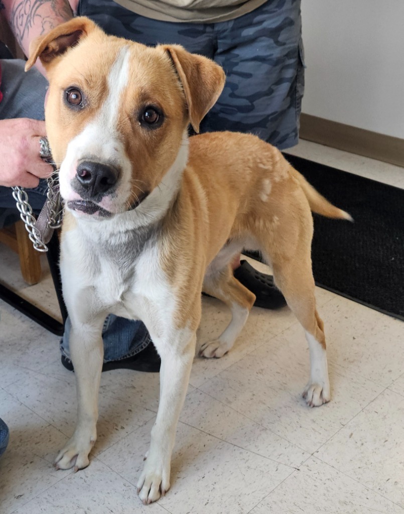 Tegan, an adoptable Pit Bull Terrier, Affenpinscher in Green River, WY, 82935 | Photo Image 2