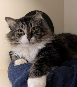 Cutie, Adult Male Domestic Long Hair