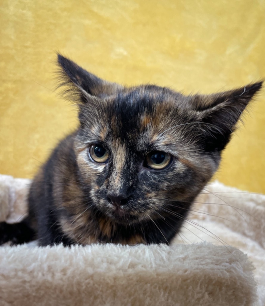 Gretchen, an adoptable Domestic Short Hair in Rock Springs, WY, 82901 | Photo Image 1