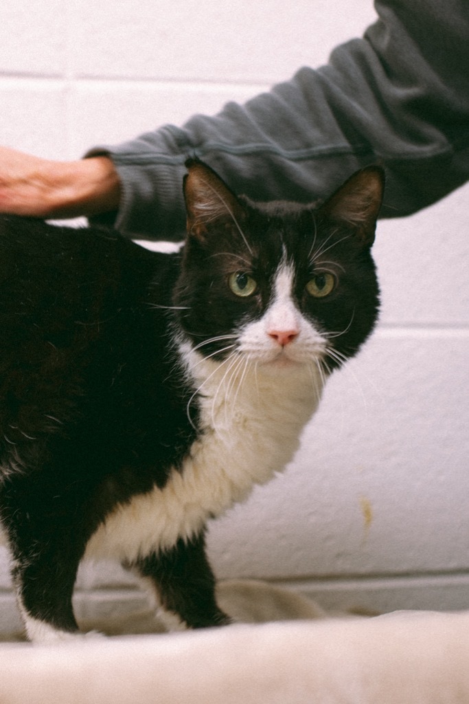 Figaro, an adoptable Domestic Short Hair in Rock Springs, WY, 82901 | Photo Image 1