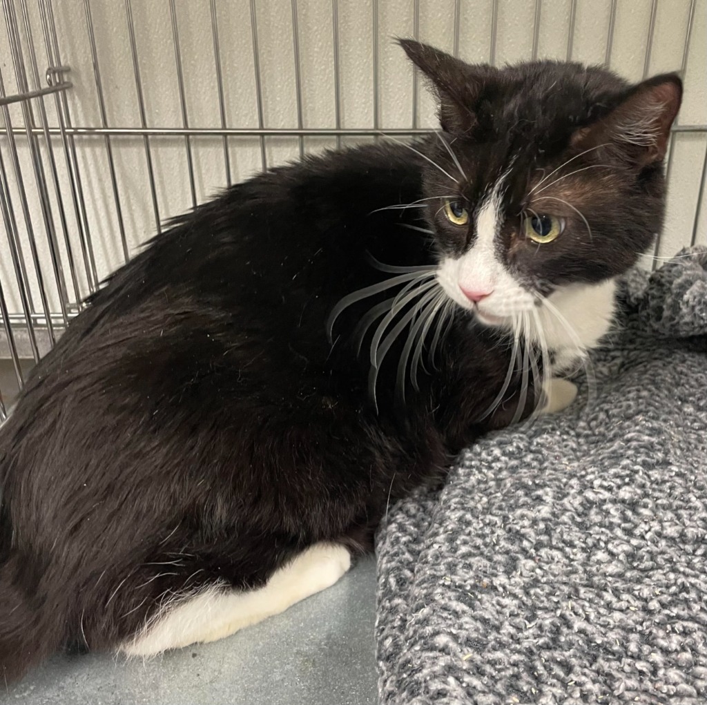 Figaro, an adoptable Domestic Short Hair in Rock Springs, WY, 82901 | Photo Image 2