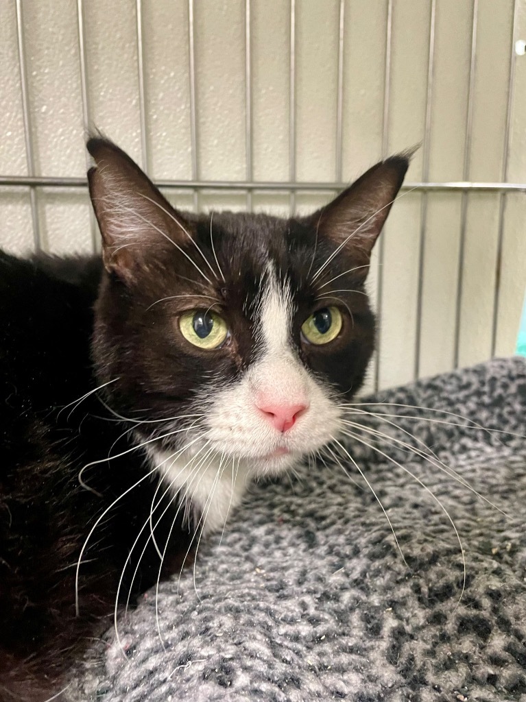 Figaro, an adoptable Domestic Short Hair in Rock Springs, WY, 82901 | Photo Image 3