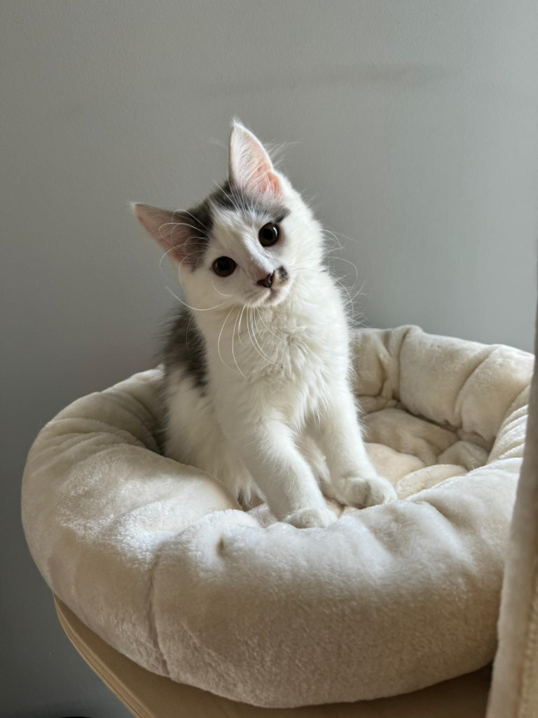 Cali, an adoptable Domestic Short Hair in Calgary, AB, T3S 0C5 | Photo Image 1