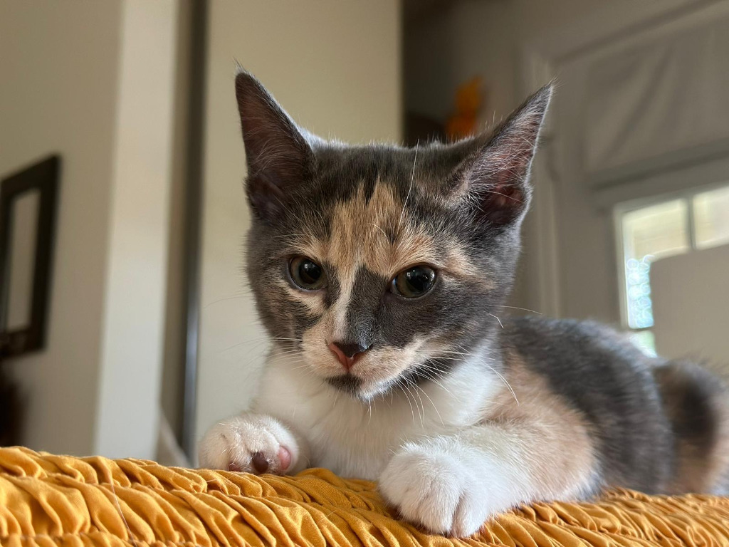 Caitydid, an adoptable Domestic Short Hair in Calgary, AB, T3S 0C5 | Photo Image 1