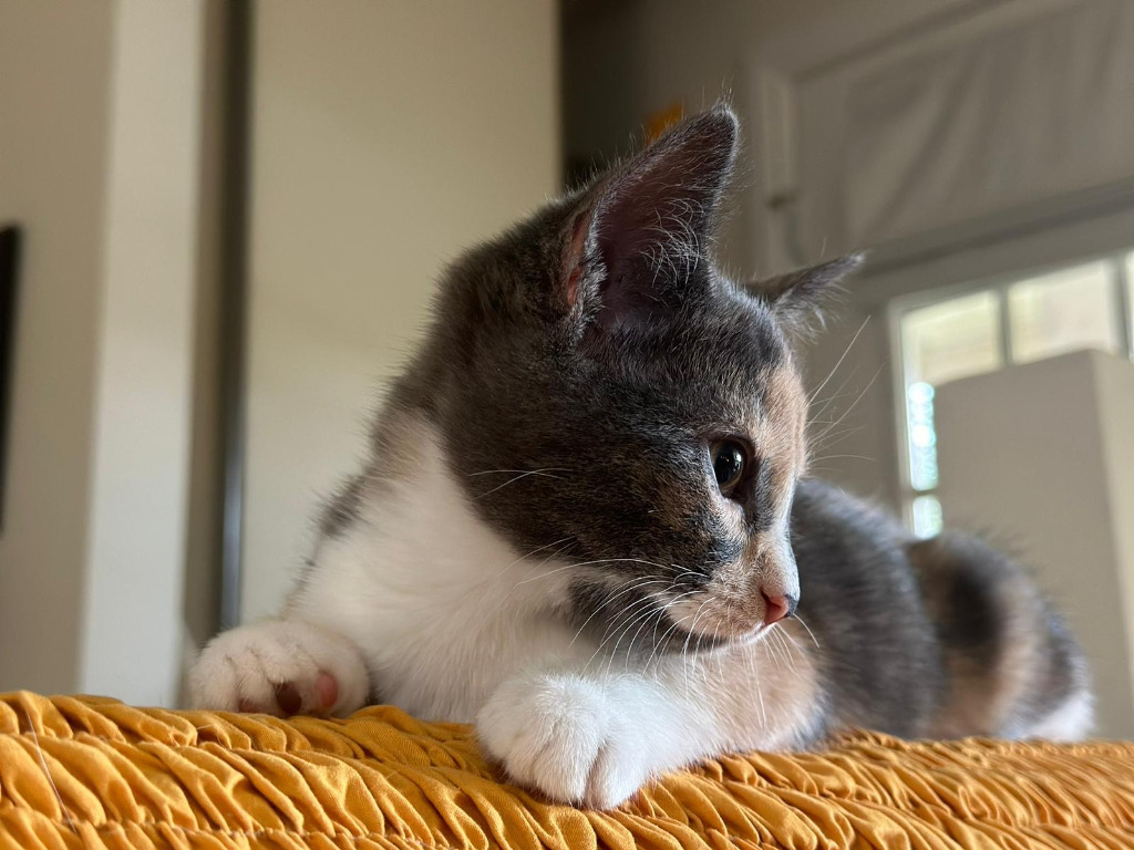 Caitydid, an adoptable Domestic Short Hair in Calgary, AB, T3S 0C5 | Photo Image 3