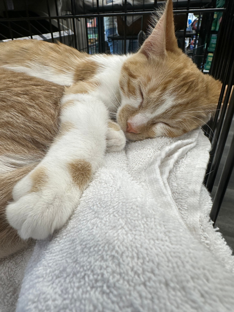 Ladybug, an adoptable Domestic Short Hair in Calgary, AB, T3S 0C5 | Photo Image 1